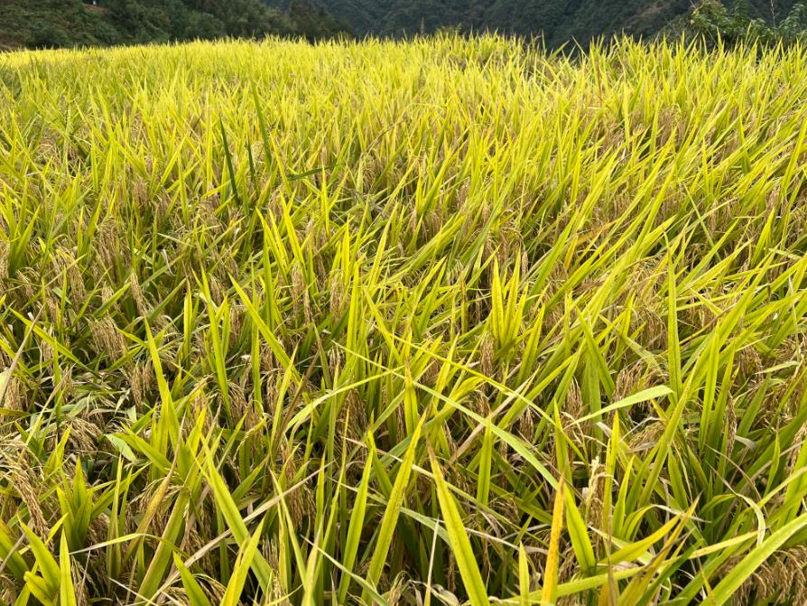 廣西五部門聯(lián)合印發(fā)《關于開展2026年度政策性農(nóng)業(yè)保險工作的通知》