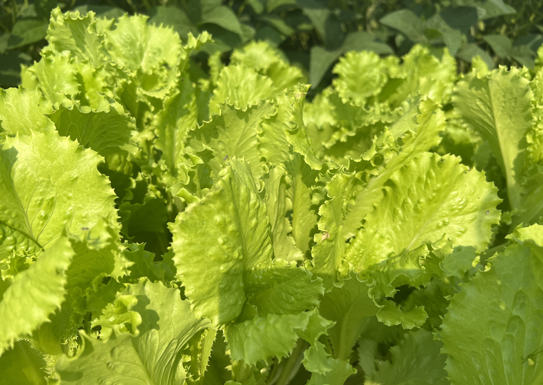 2025年成都农作物全程机械化生产（蔬菜）培训会在温江举办