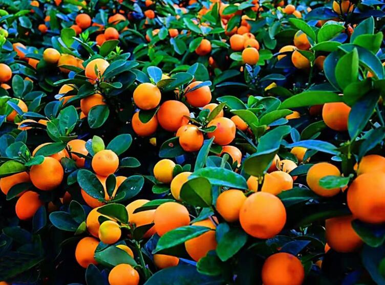 2025年湖南果蔬设施种植技术培训暨农机推广工作座谈活动在长沙举办